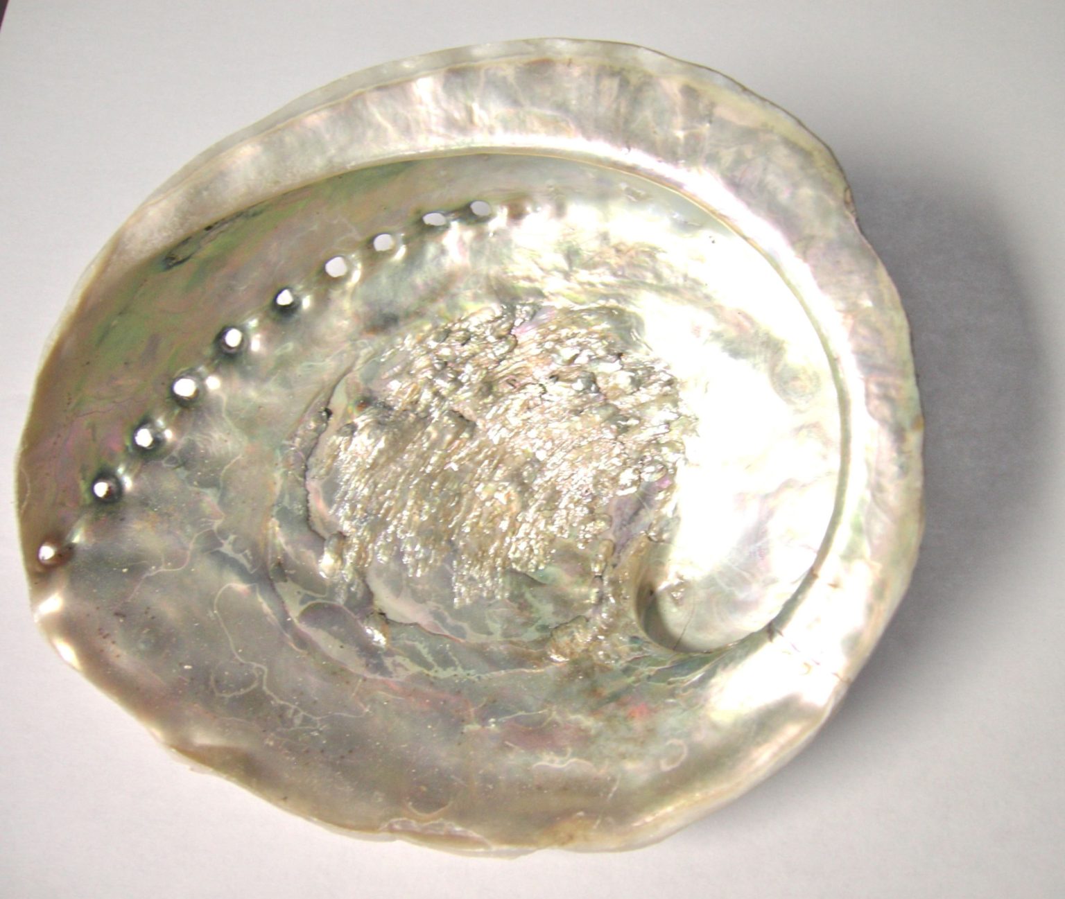 Australian White Abalone Shell - The Mystic Medium